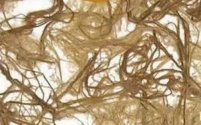 New Alternative Fluff Pulp for Disposable Hygiene Products